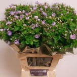 Phlox Floks Butterfly 70cm