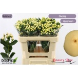 Hypericum Naistepuna Brisk Vanilla 60cm