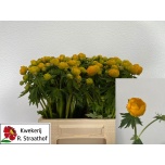 Trollius Kullerkupp Orange Globe 40cm