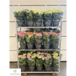 Hydrangea Hortensia macr mixed trolley 23cm