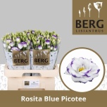 Eustoma Preeriakell Rosita Blue Picotee (Berglisianthus)