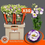 Eustoma Preeriakell Rosita Blue Picotee (Maaszicht, Kwekerij)