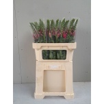 Antirrhinum Lõvilõug Antibes Pink/Rose 70cm