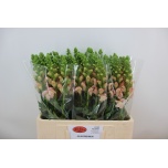 Antirrhinum Lõvilõug Avignon Pink 65cm