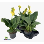 Canna Kanna yellow 17cm