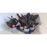 Canna Kanna bronze scarlet 17cm