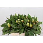 Paeonia Pojeng Sunny Girl 50cm