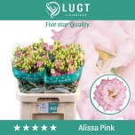 Eustoma Preeriakell Alissa Pink (Lugt Lisianthus)