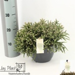 Cactus Rhipsalis baccifera subsp. horrida 20cm