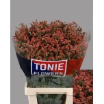 Limonium Parkjuur V Maxima Diamond 60-65cm