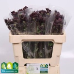 Aquilegia Kurekell Black Barlow 50cm