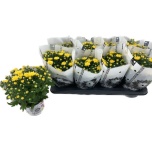 Chrysanthemum indi paradiso yellow 14cm