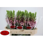 Antirrhinum Lõvilõug Poto Lavender 75cm