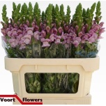 Antirrhinum Lõvilõug Poto Lavender 75cm