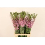 Antirrhinum Lõvilõug Poto Lavender 75cm