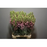 Antirrhinum Lõvilõug Poto Lavender 75cm