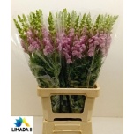 Antirrhinum Lõvilõug Poto Lavender 75cm