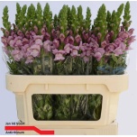 Antirrhinum Lõvilõug Poto Lavender 75cm
