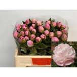 Paeonia Pojeng Nick Shaylor 50cm