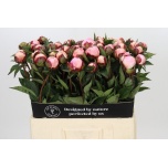 Paeonia Pojeng Nick Shaylor 60cm