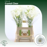 Zantedeschia Kalla Crystal Clear 65cm