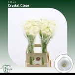 Zantedeschia Kalla Crystal Clear 70cm