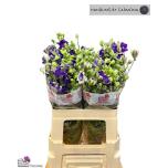 Delphinium Kukekannus co Dark Blue 60cm