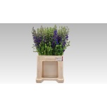 Delphinium Kukekannus consolida la qis Dark Blue 60cm