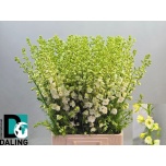 Delphinium Kukekannus La Qis White 80cm