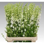Delphinium Kukekannus La Qis White 90cm