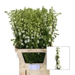 Delphinium Kukekannus La Qis White 90cm
