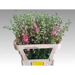 Delphinium Kukekannus cons pink 70cm