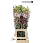 Delphinium Kukekannus La Qis Pink 80cm