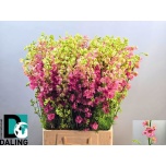 Delphinium Kukekannus La Qis Pink 80cm