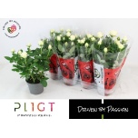 Rosa Potiroos amorosa infinity white 14cm