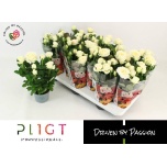 Rosa Potiroos amorosa infinity white 10,5cm