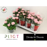 Rosa Potiroos Amorosa Infinity Soft Pink 14cm