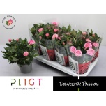 Rosa Potiroos Amorosa Infinity Soft Pink 14cm