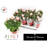 Potiroos Amorosa Infinity Soft Pink 14cm