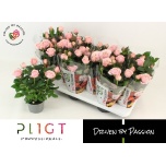 Rosa Potiroos Amorosa Infinity Soft Pink 10,5cm