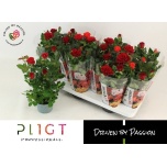 Rosa Potiroos amorosa red 10,5cm