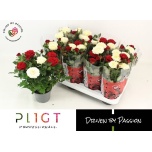 Rosa Potiroos Amorosa mix 14cm