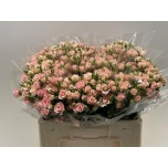 Kobarroos 50cm Gracia