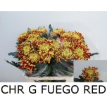 Chrysanthemum Krüsanteem BL Fuego Red*10