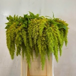 Amaranthus Green Spider 75cm