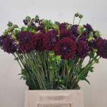 Dahlia Daalia Gipsy Night 50cm