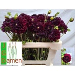 Dahlia Daalia Gipsy Night 55cm