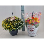 Chrysanthemum Krüsanteem indi skyfall mix 23cm