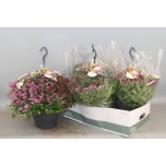 Chrysanthemum Krüsanteem indi skyfall mix 23cm