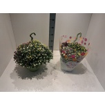 Chrysanthemum Krüsanteem indi skyfall mix 25cm